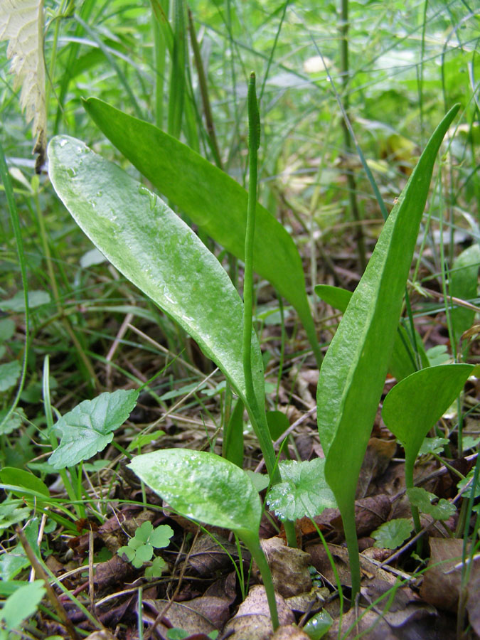 Изображение особи Ophioglossum vulgatum.