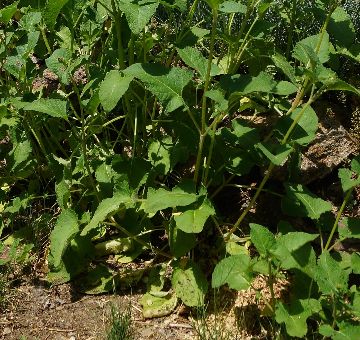 Image of Salvia verticillata specimen.