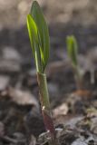 Allium ochotense