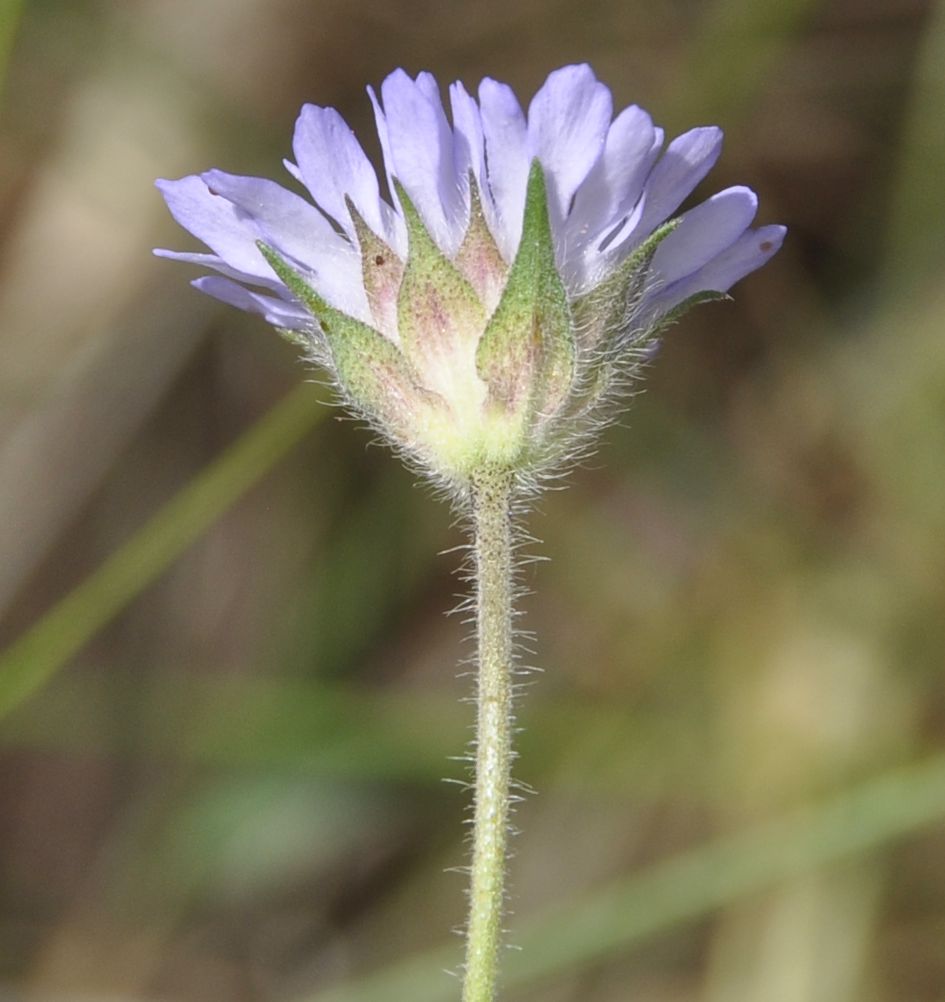 Image of genus Knautia specimen.