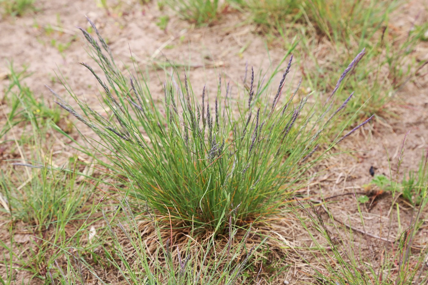 Изображение особи Festuca valesiaca.