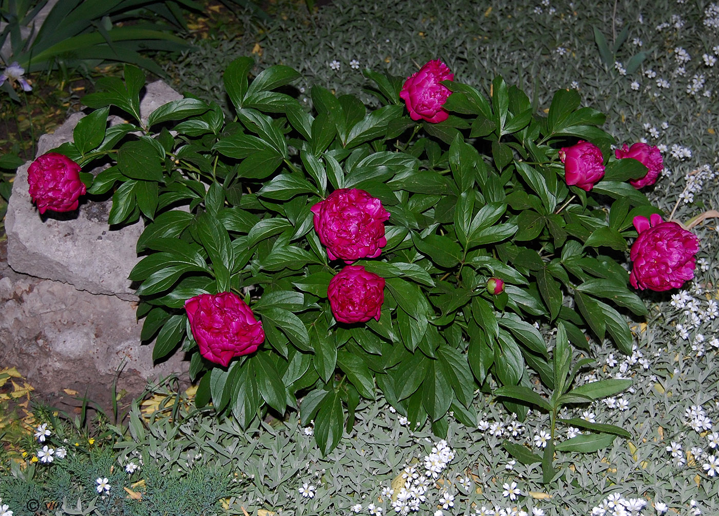 Изображение особи Paeonia lactiflora.