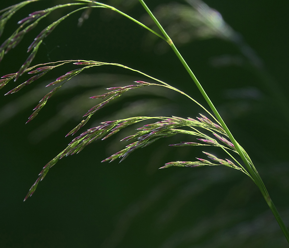 Image of Deschampsia cespitosa specimen.