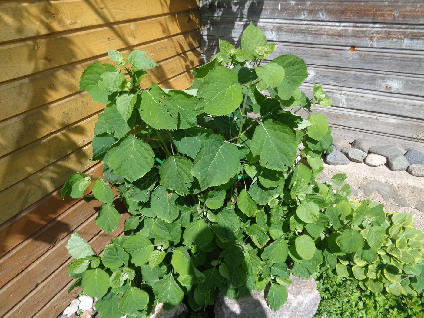 Image of Hydrangea arborescens specimen.