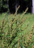 Rumex obtusifolius. Соплодия. Московская обл., Солнечногорский р-н, близ Щепкина болота, просека под ЛЭП. 12.07.2018.