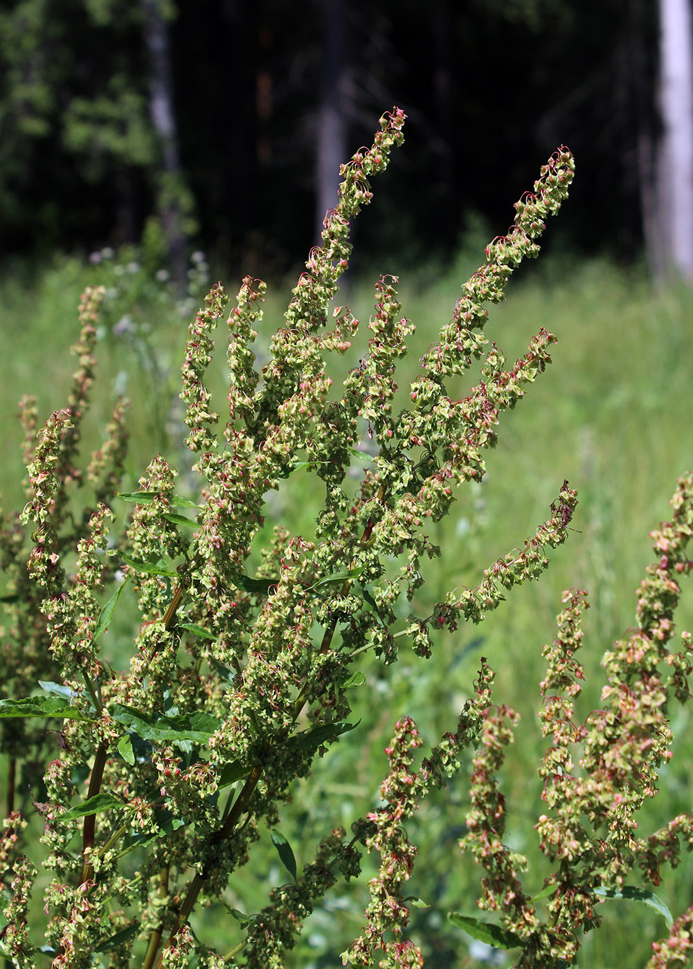 Image of Rumex obtusifolius specimen.