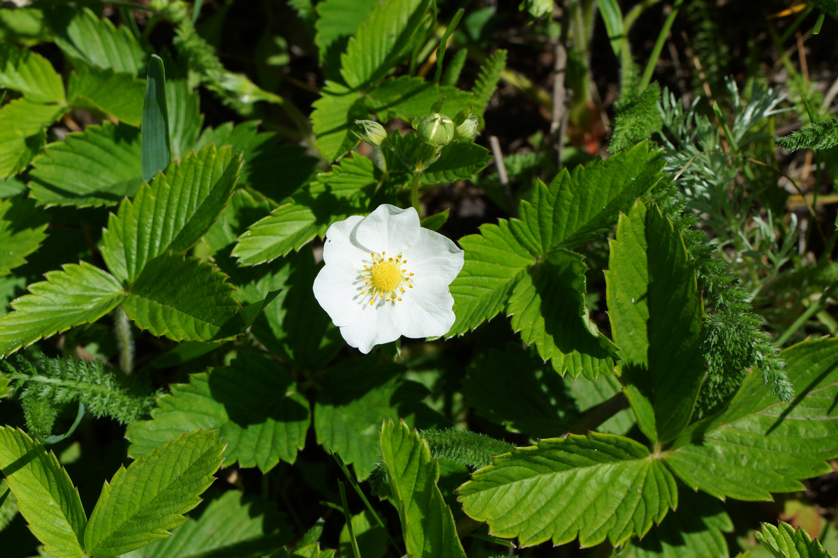 Изображение особи Fragaria viridis.