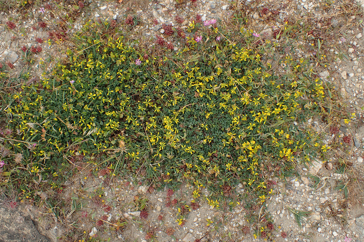 Image of Trigonella corniculata ssp. balansae specimen.