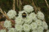 Laserpitium hispidum. Соцветие с кормящимся восковиком восточным (Trichius orientalis). Крым, гора Северная Демерджи, поляна на склоне яйлы. 24.06.2018.