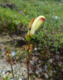 Pedicularis sceptrum-carolinum