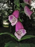 Digitalis purpurea