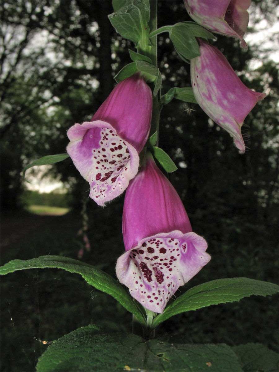 Изображение особи Digitalis purpurea.