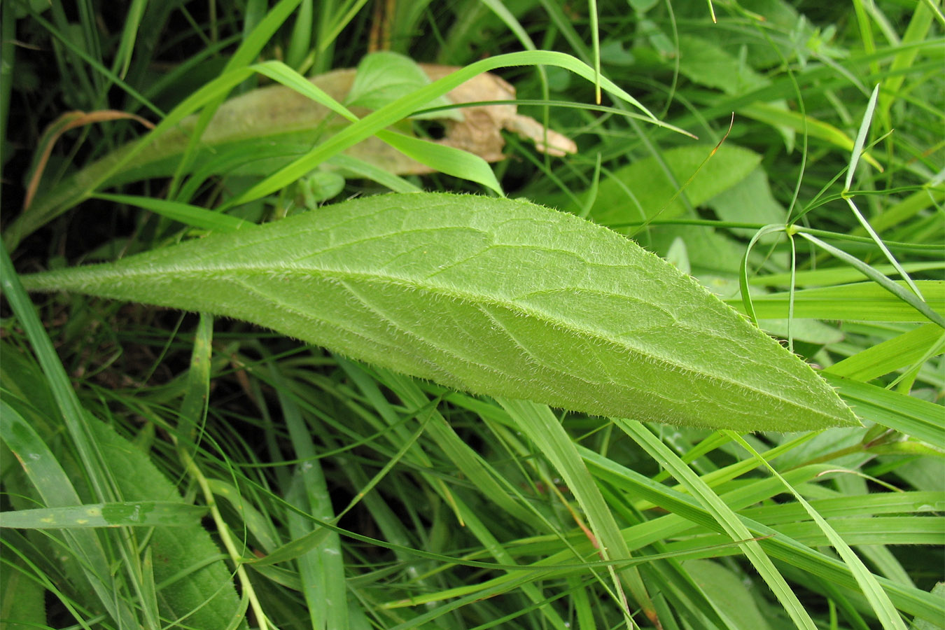 Image of Cirsium pannonicum specimen.