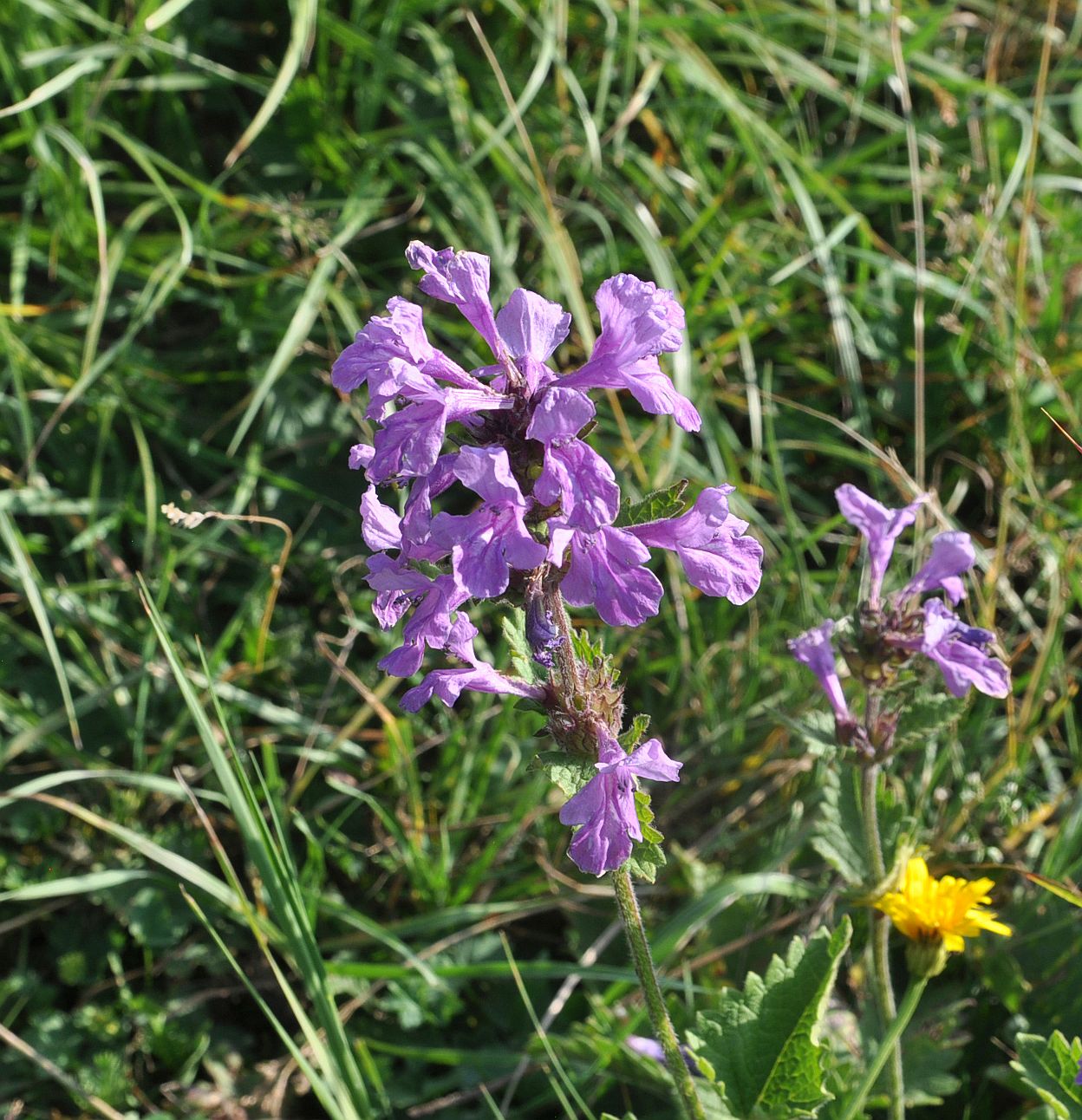 Image of Betonica macrantha specimen.