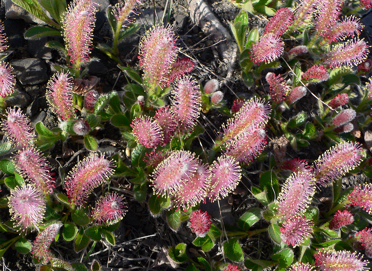 Image of genus Salix specimen.