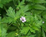 Geranium sibiricum. Верхушка цветущего и плодоносящего растения с кормящимся насекомым. Московская обл., Раменский р-н, пос. Ильинский, на улице. 27.07.2018.