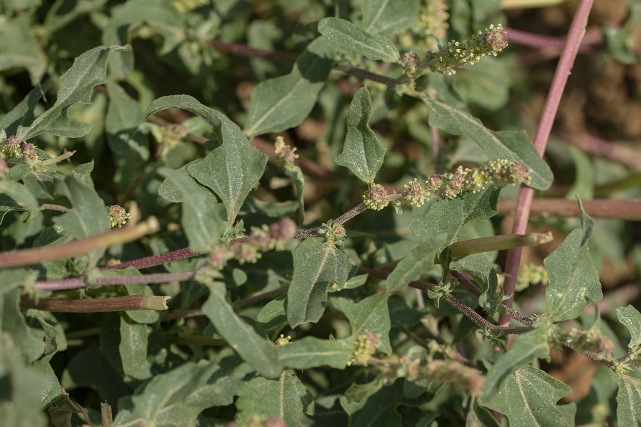 Image of Atriplex tatarica specimen.