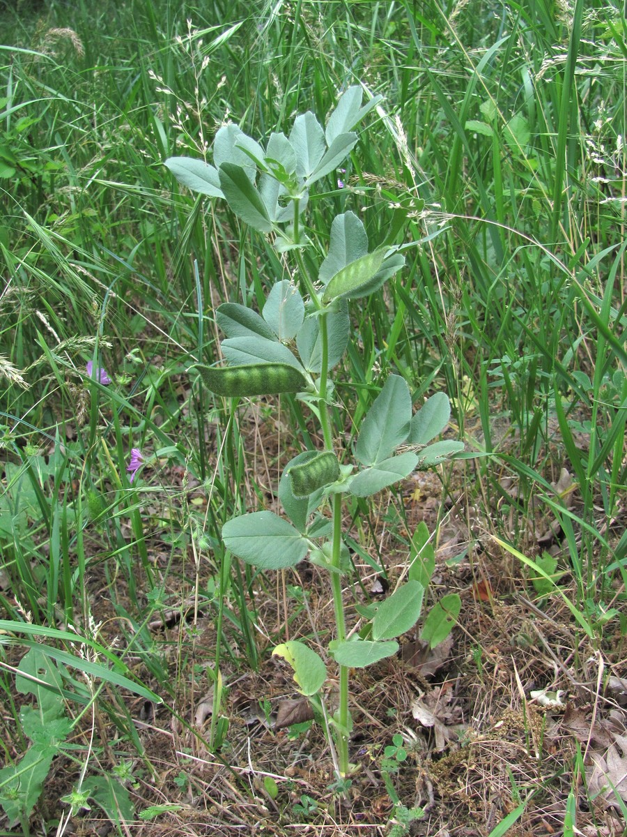 Изображение особи Vicia narbonensis.