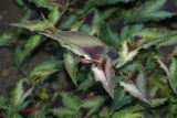 genus Persicaria