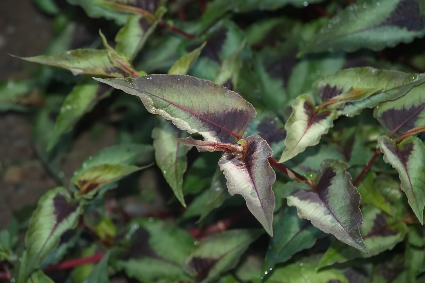 Image of genus Persicaria specimen.