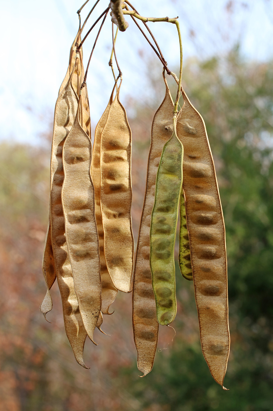 Image of Albizia julibrissin specimen.