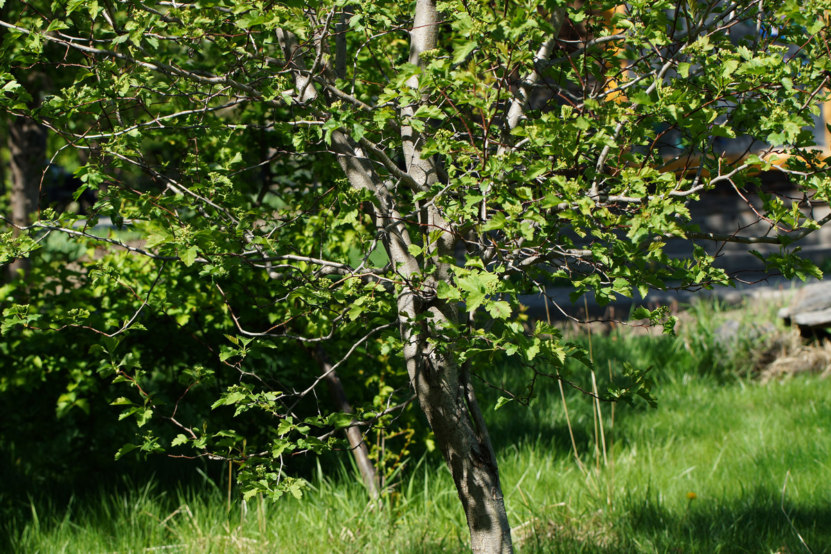 Image of Crataegus submollis specimen.