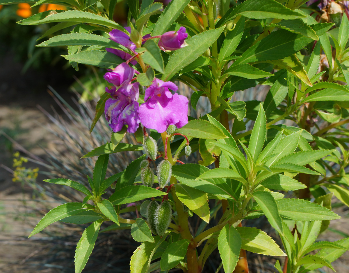 Image of Impatiens balsamina specimen.