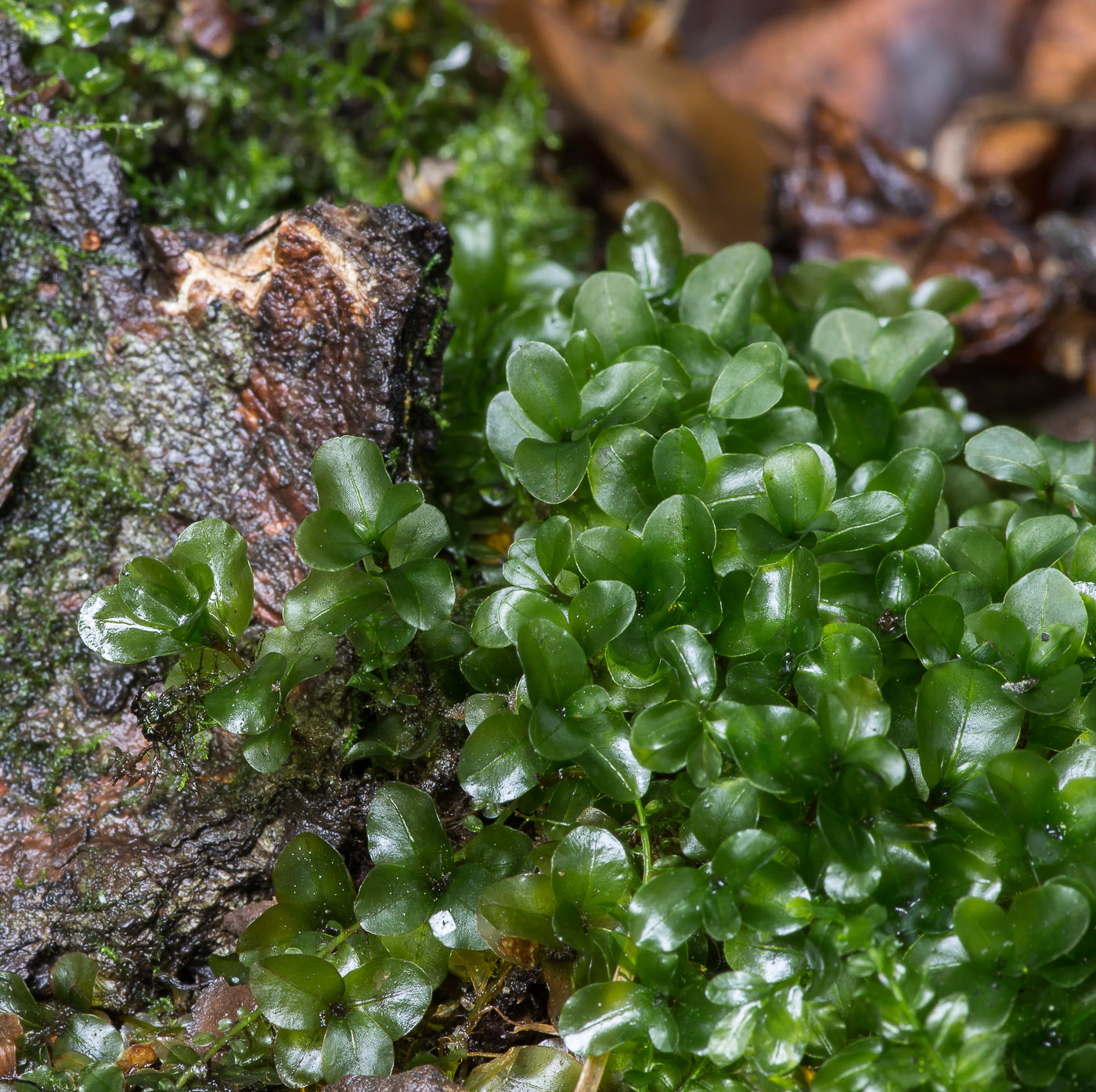 Изображение особи Rhizomnium punctatum.