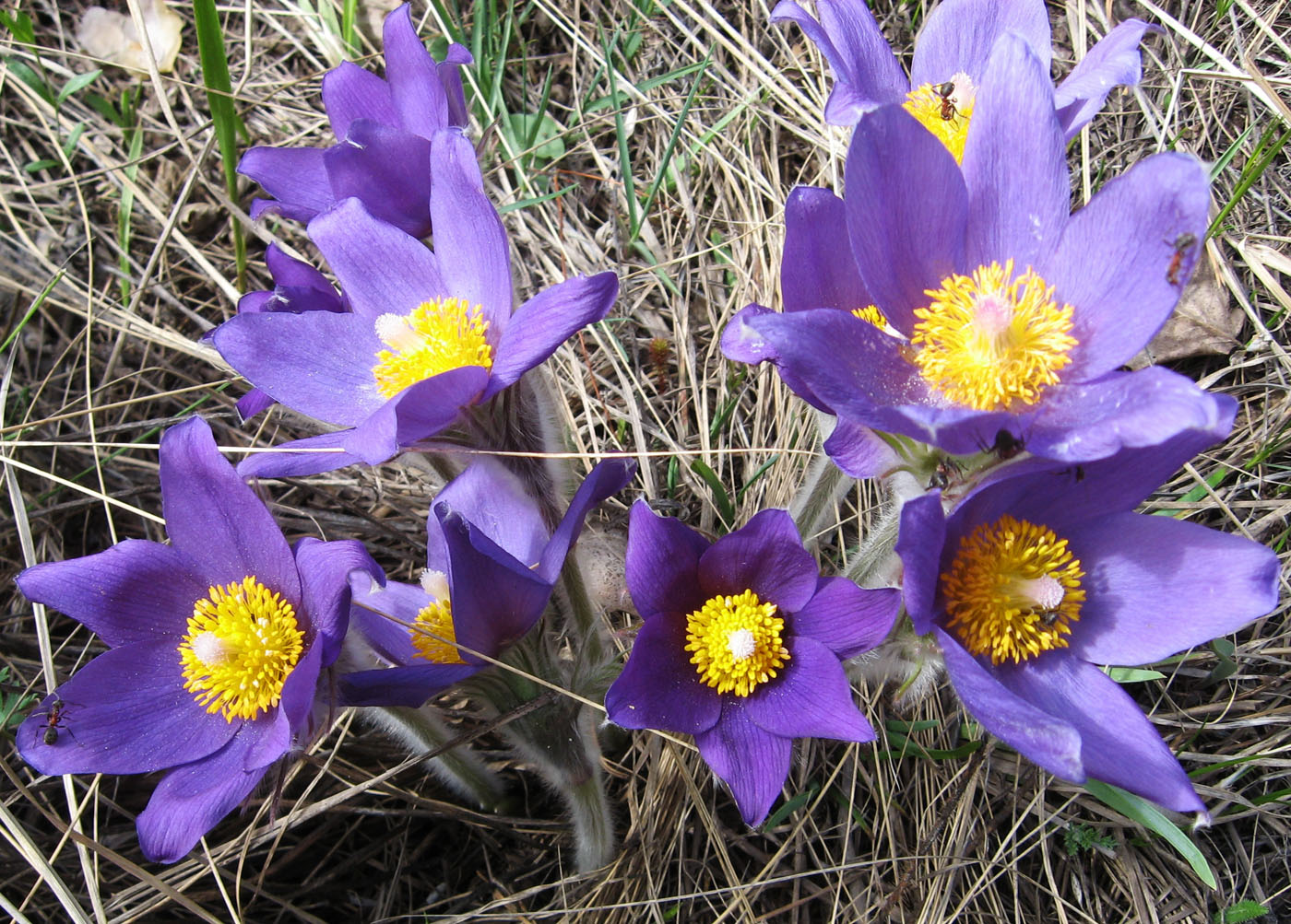 Изображение особи Pulsatilla multifida.