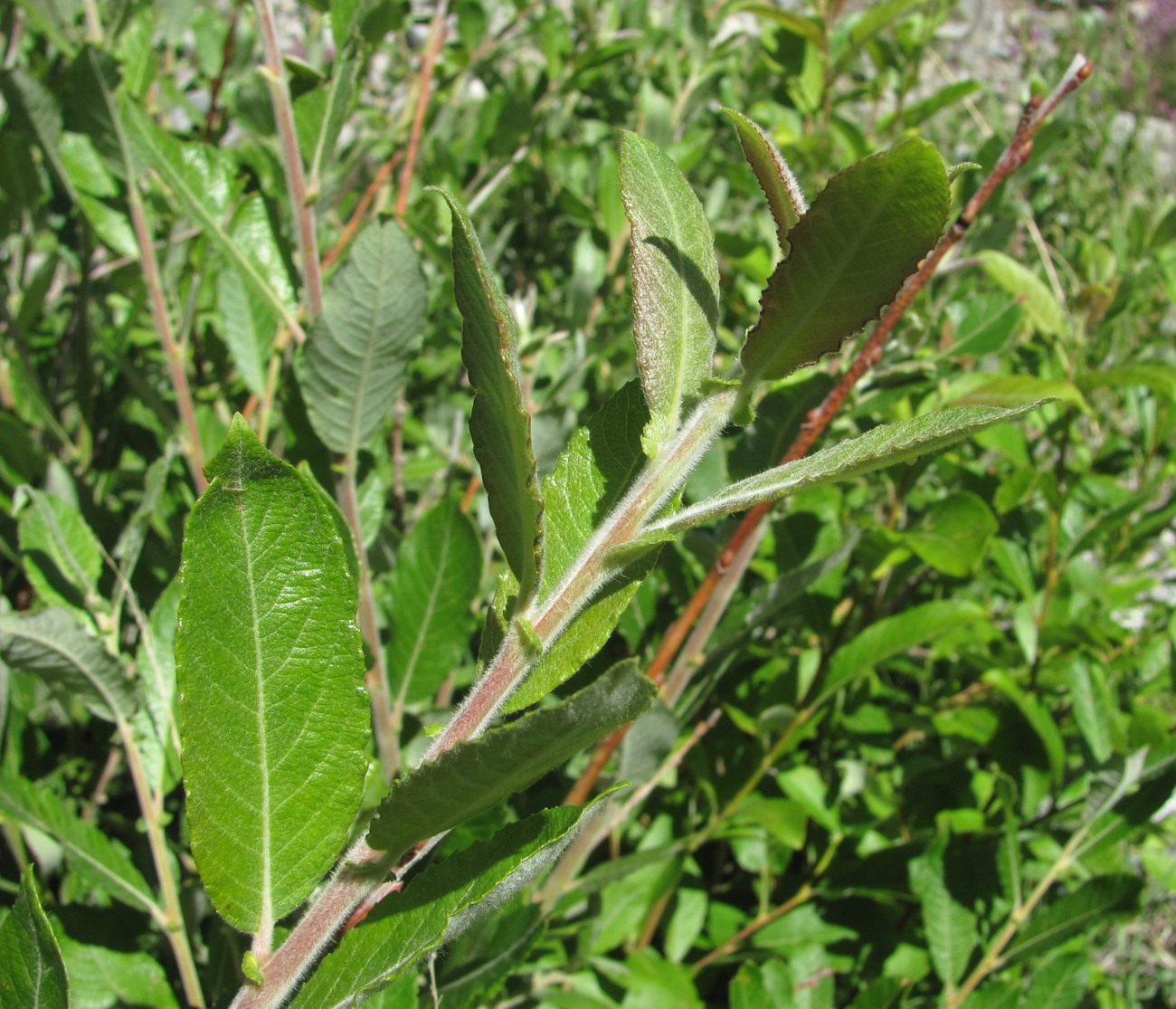 Изображение особи Salix pseudomedemii.