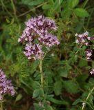 Origanum vulgare. Верхушка цветущего побега. Казахстан, Восточно-Казахстанская обл., Глубоковский р-н, окр. с. Бобровка, луг. 07 08 2914.