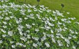 Geranium sanguineum