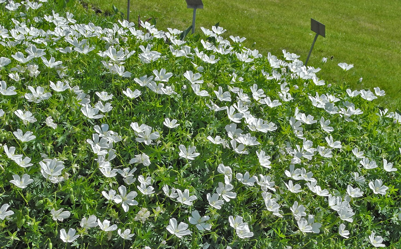 Изображение особи Geranium sanguineum.