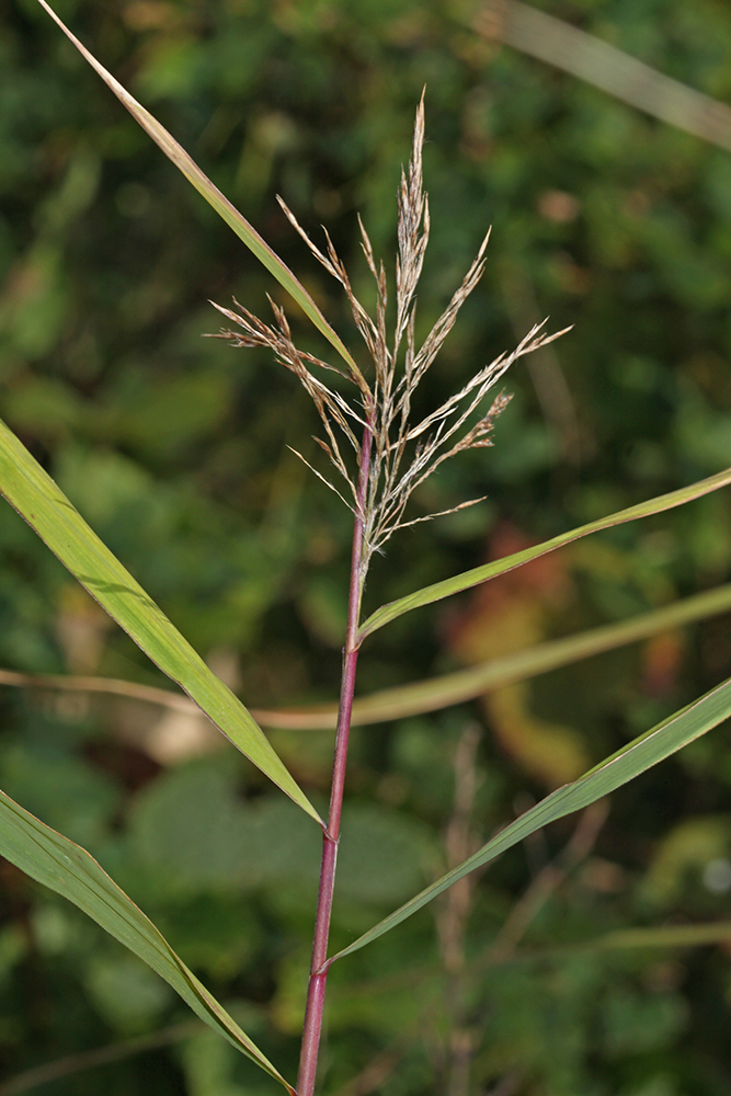 Изображение особи Phragmites japonicus.