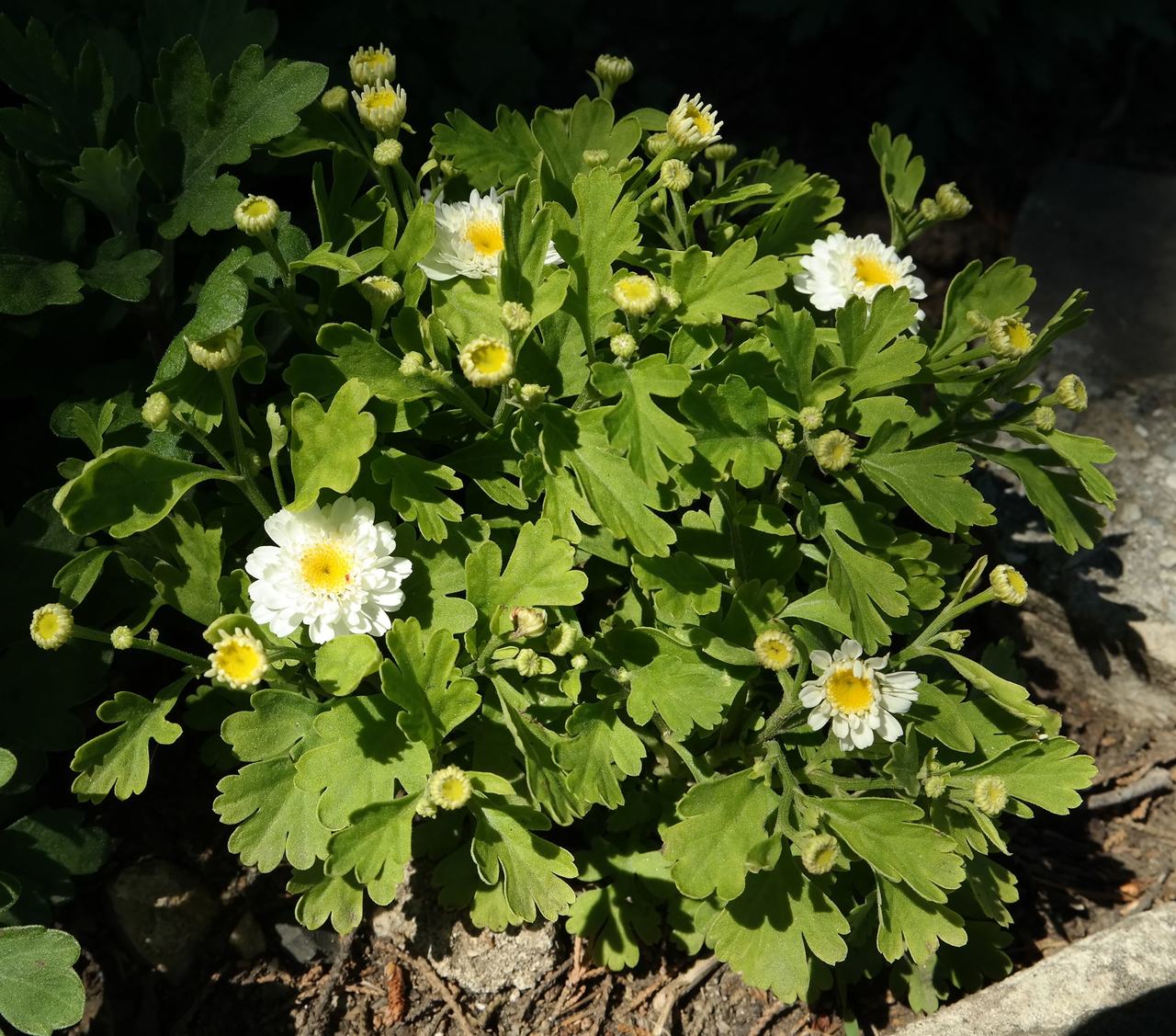 Image of genus Chrysanthemum specimen.
