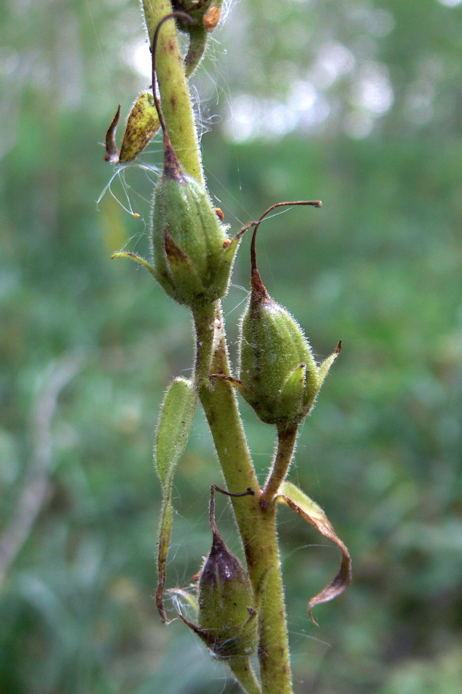 Image of Digitalis grandiflora specimen.