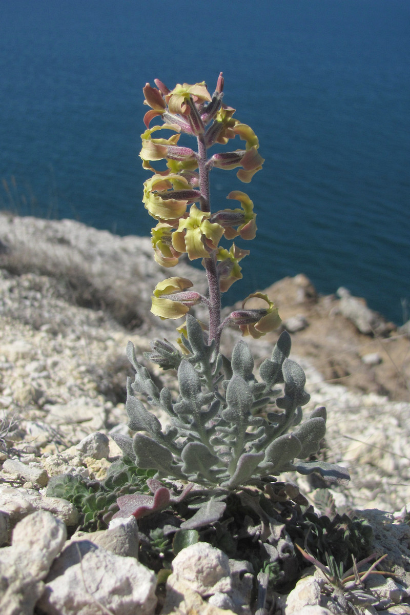 Image of Matthiola odoratissima specimen.