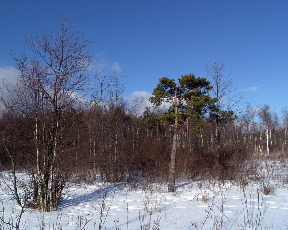 Image of Pinus sylvestris specimen.