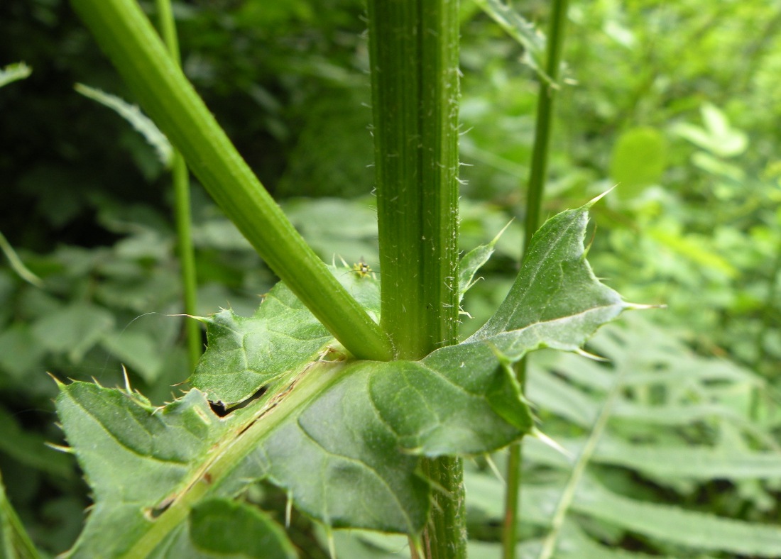 Image of Cirsium erisithales specimen.