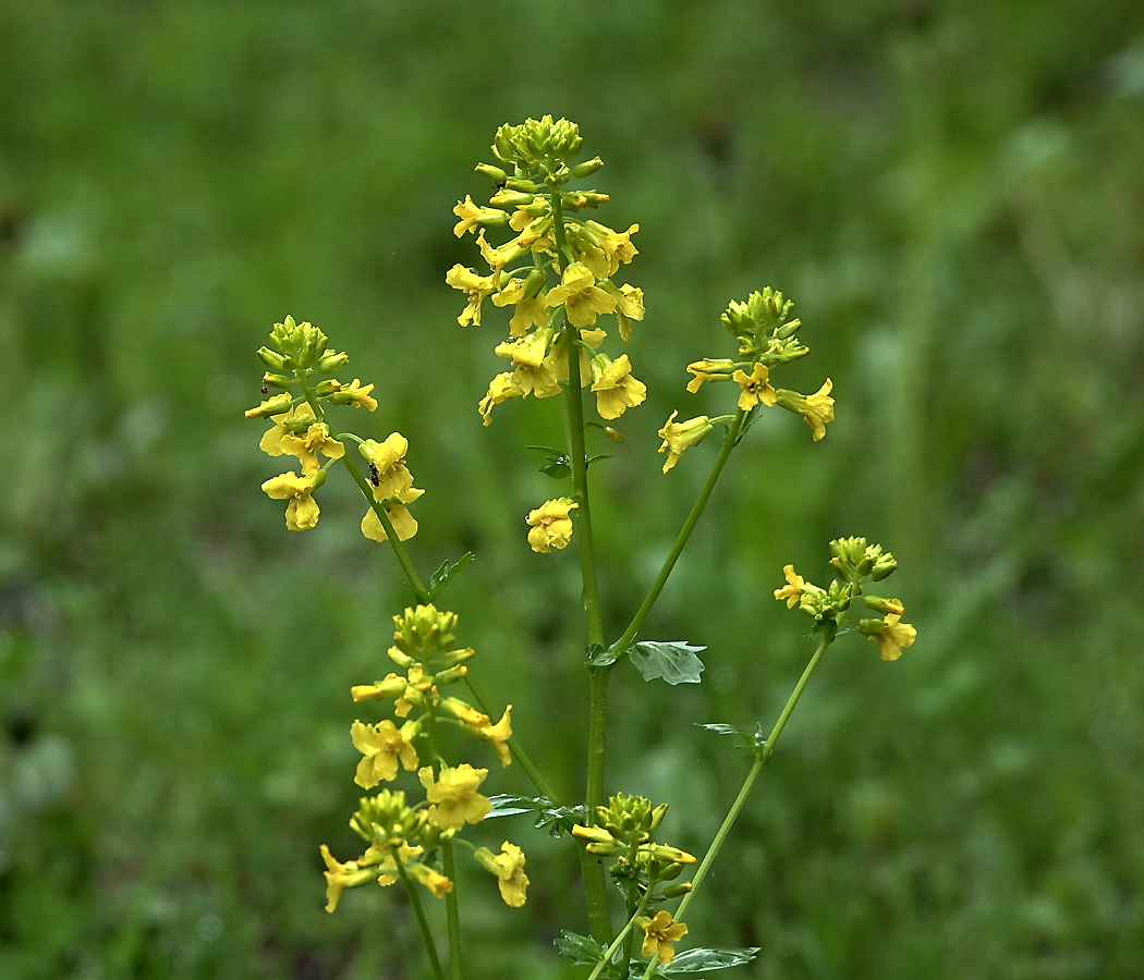 Image of Barbarea arcuata specimen.