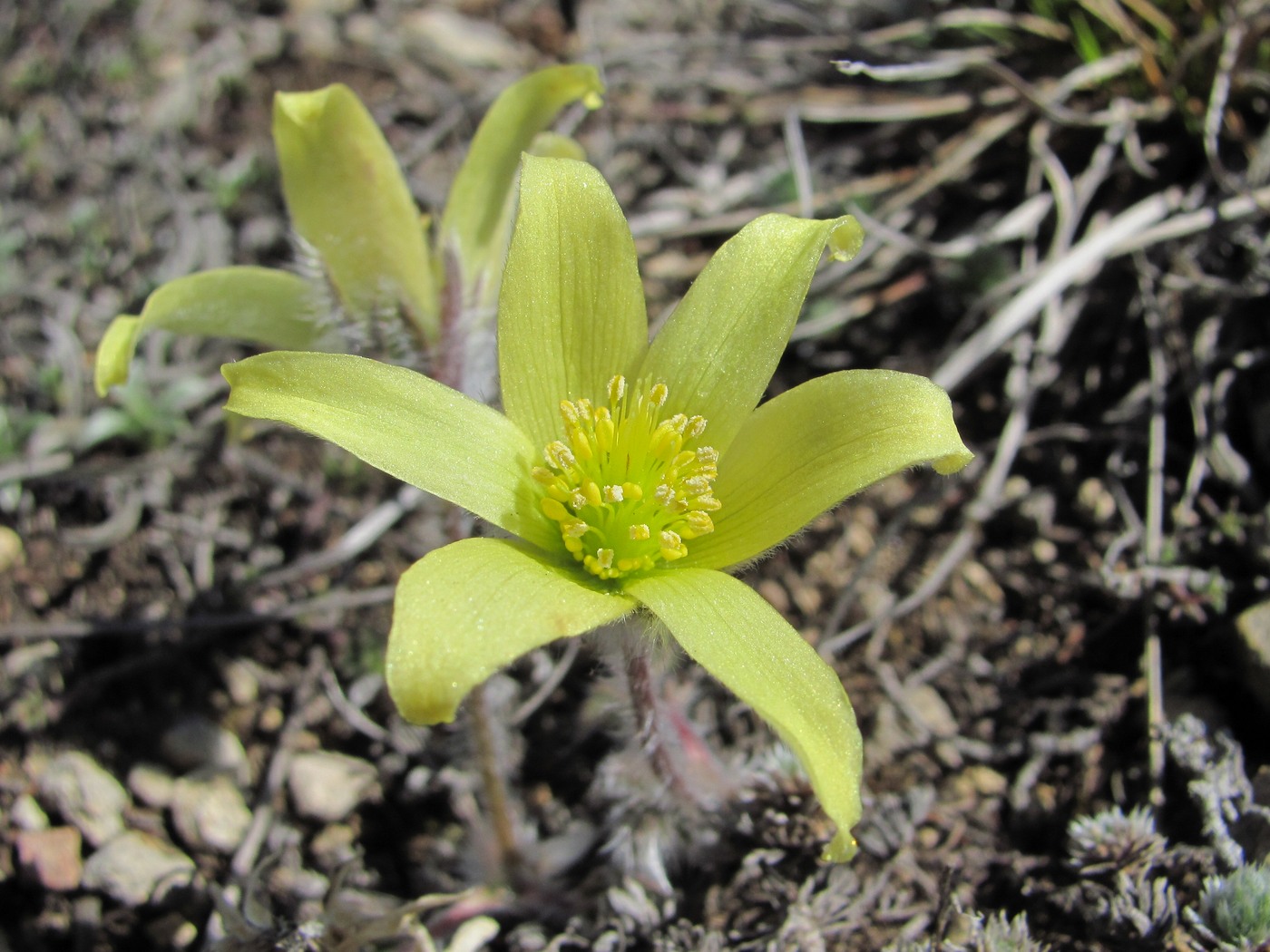 Изображение особи Pulsatilla albana.