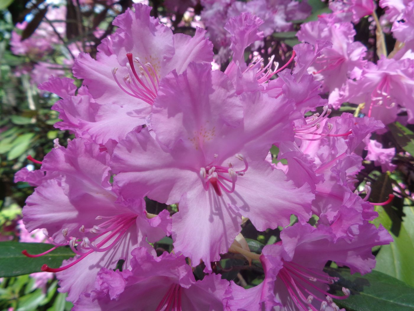 Image of Rhododendron smirnowii specimen.