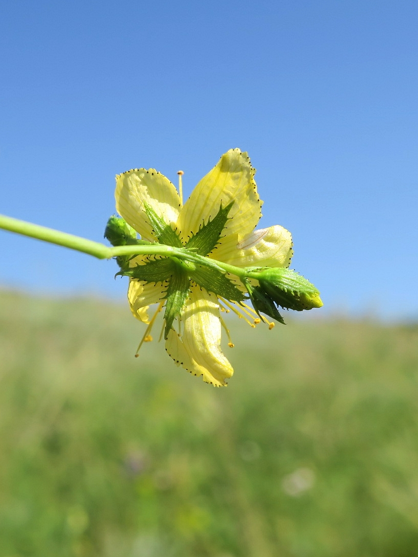 Изображение особи Hypericum elegans.