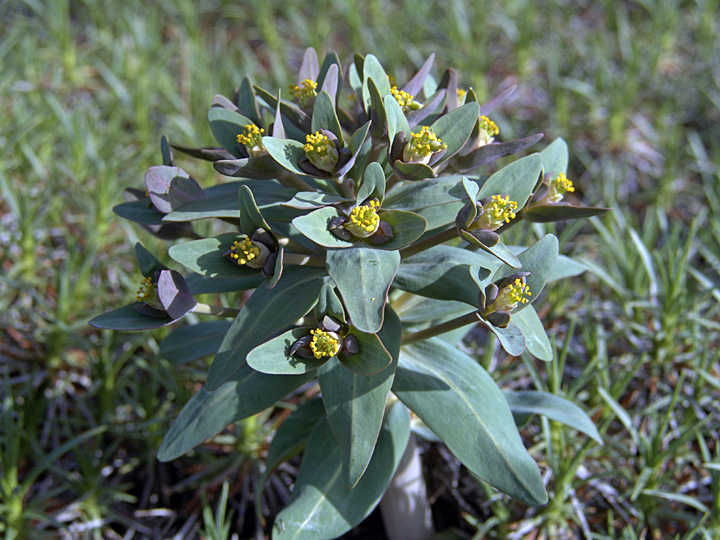 Изображение особи Euphorbia rapulum.