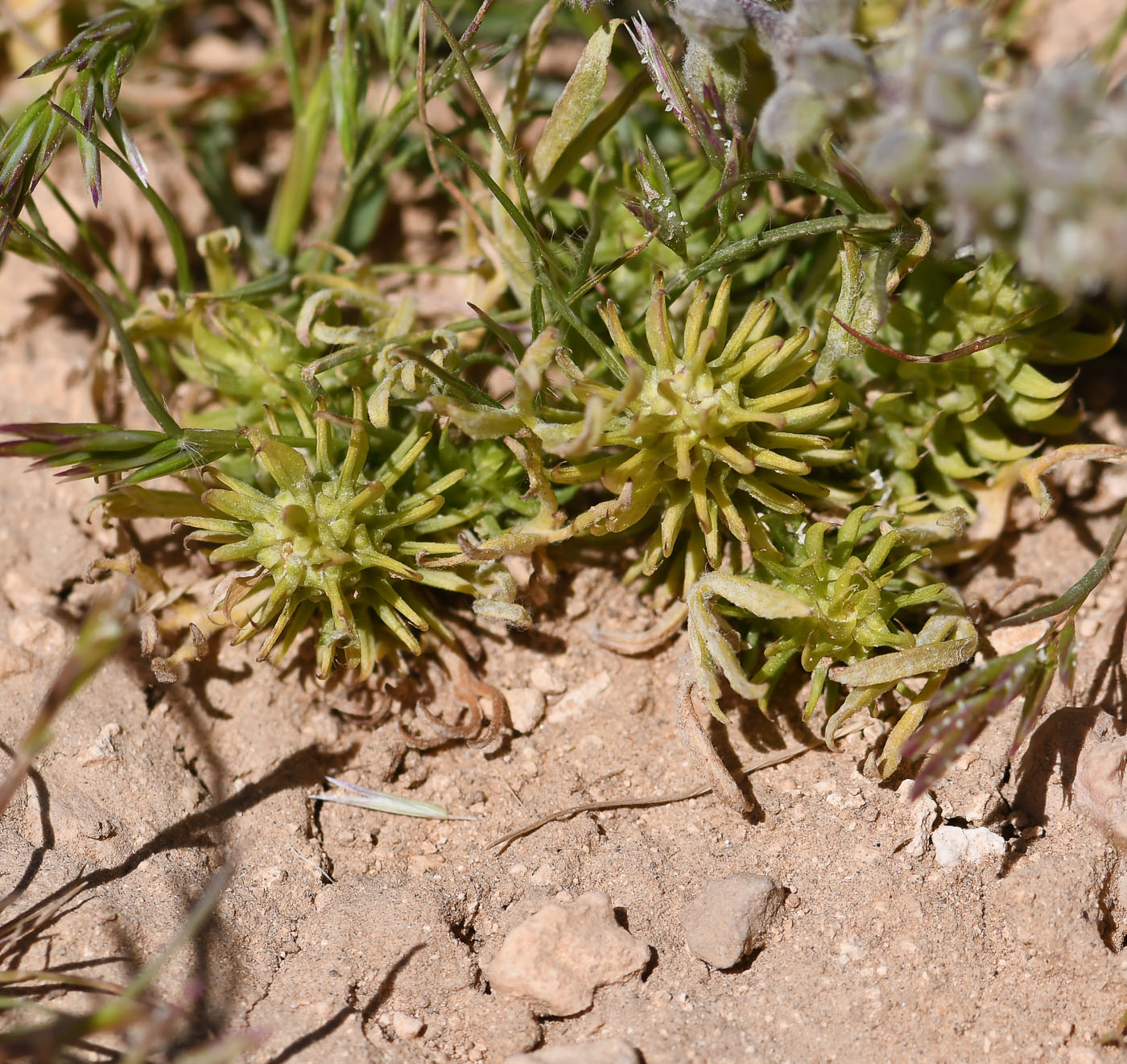 Изображение особи Ceratocephala falcata.