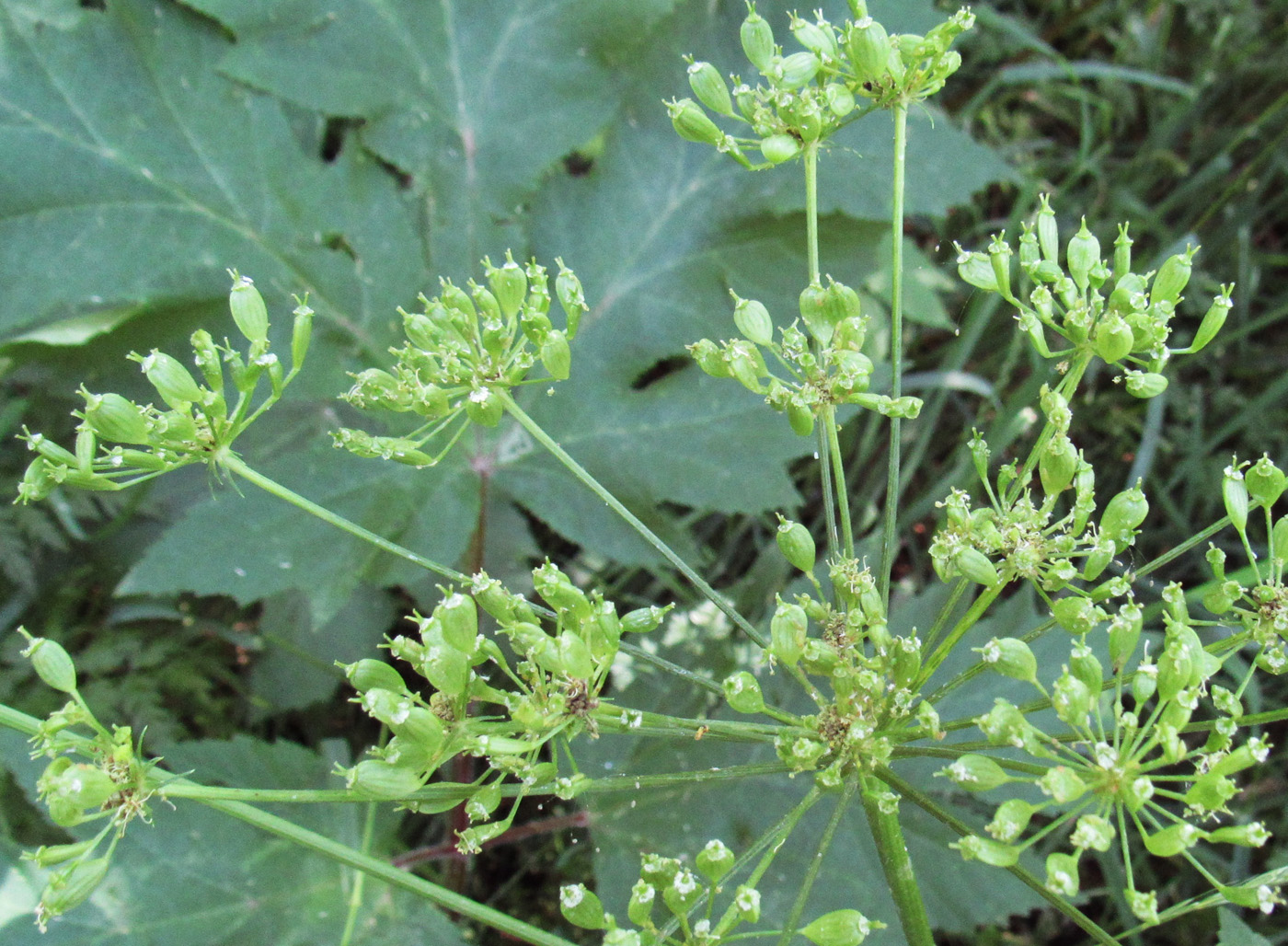 Image of Heracleum sibiricum specimen.