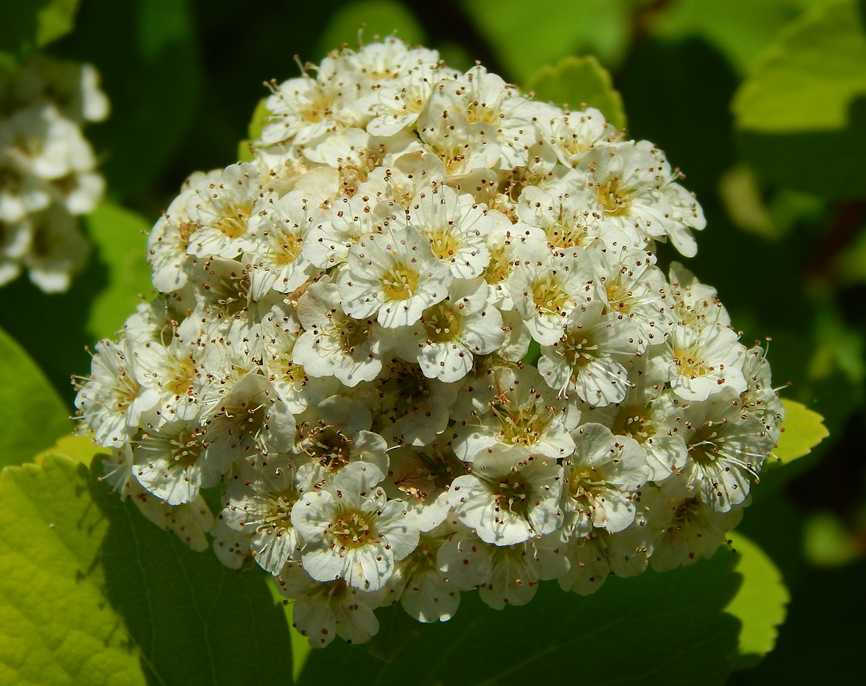 Image of Spiraea betulifolia specimen.