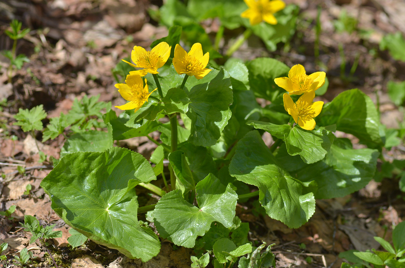 Image of Caltha polypetala specimen.