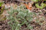 Artemisia campestris. Отрастающее после зимовки растение. Ленинградская обл., Кингисеппский р-н, окр. дер. Урмизно близ охоторыболовной базы \"Динамо\", сосняк на приморских песках, обочина дороги с травянисто-кустарничковой растительностью. 18.05.2019.