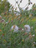 Crepis rhoeadifolia